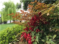 ae231d54-20160428 RI nandina.jpg